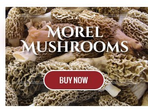 Morel Mushrooms
